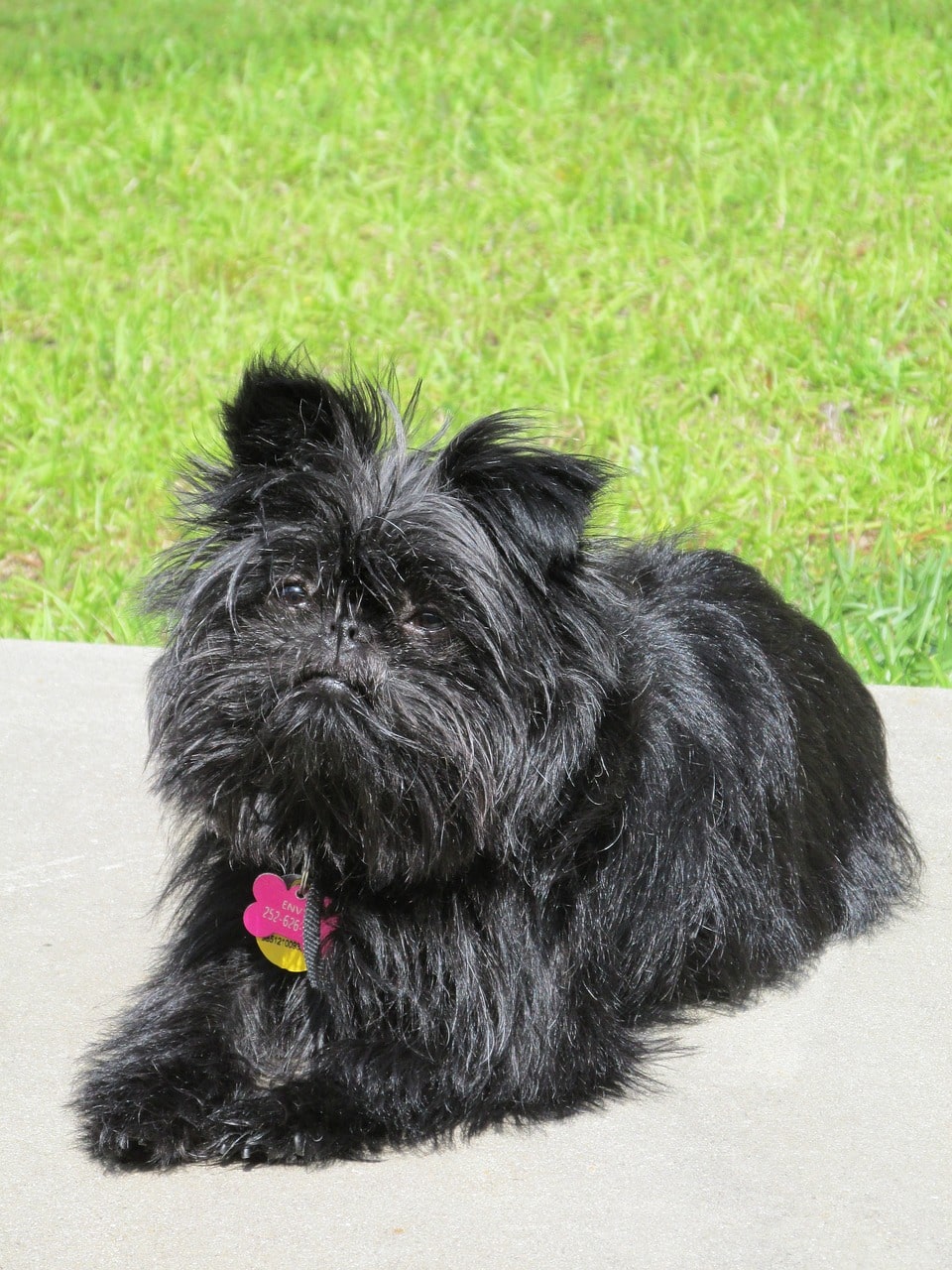 Affenpinscher schwarz liegt auf einer wiese