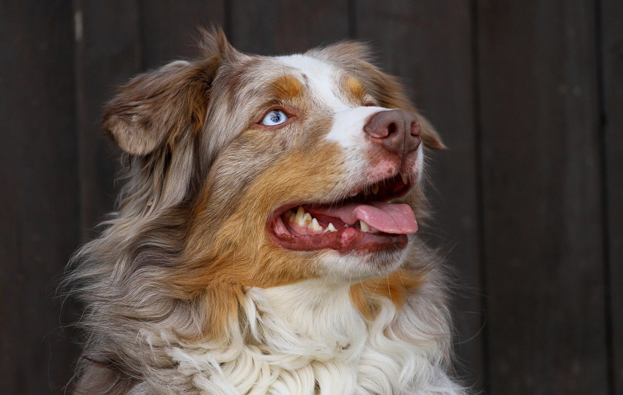 Australian Shepherd lächelt in die kamera mit seinem schönen fell