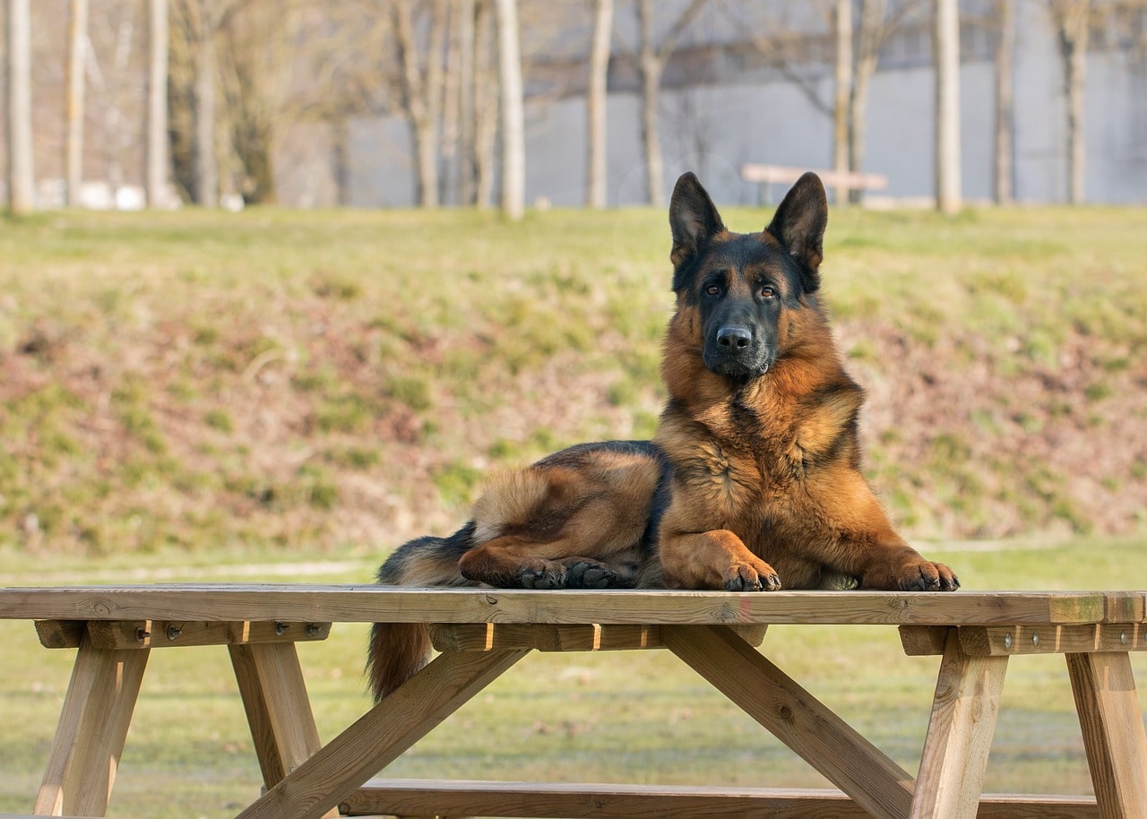 Beliebtesten Hunderassen Deutscher Schäferhund liegt auf einer bank und hat die ohren gespitzt