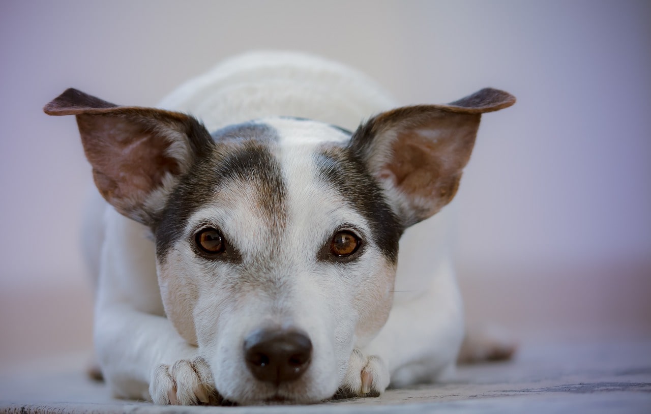 Ohrreinigung Hund mit groß aufgestellten. hundeohren liegt