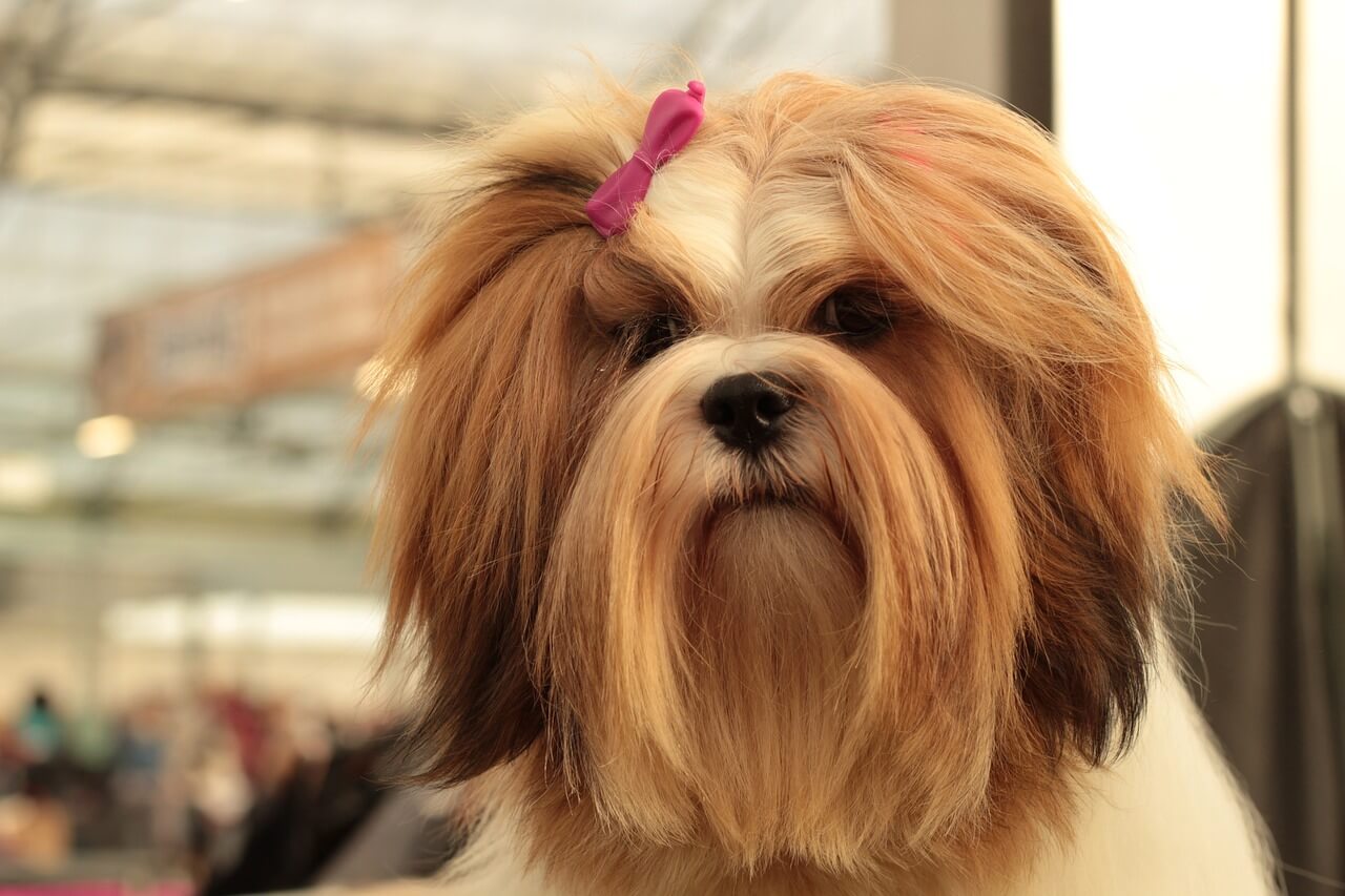 Lhasa Apso schaut süss in die kamera mit seinem schönen fell