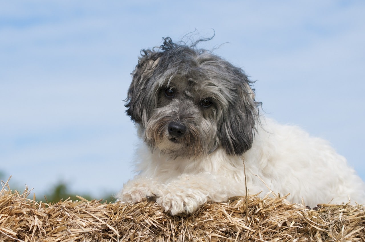 Löwchen hund liegt auf weise mit blauem himmel