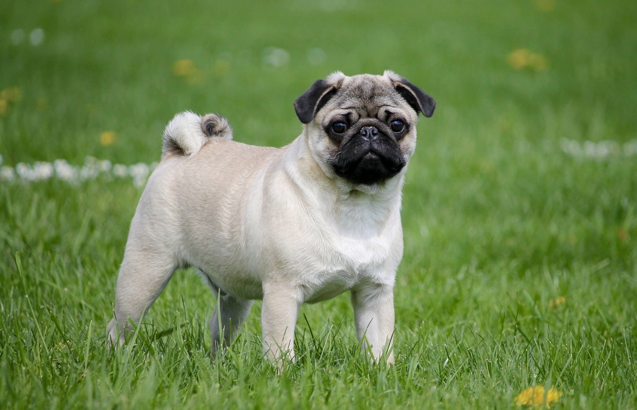 Mops auf einer wiese schaun in die kamera und steht stramm