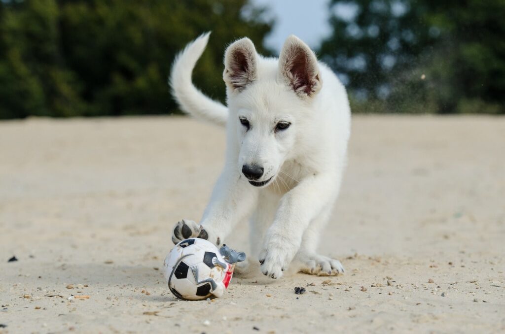 Spielzeugauswahl für Welpen white-shepherd-dogjpg