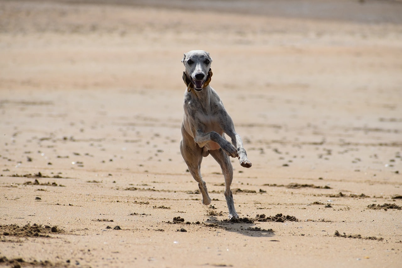 Whippet rennt am strand vollgas