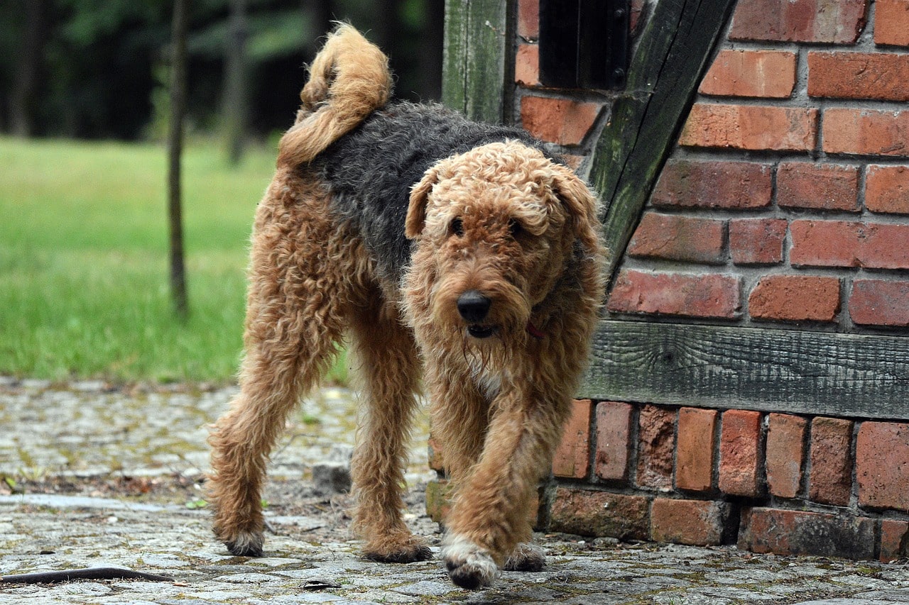 airedale-terriersteht an einer mauer im hof braun schwarz