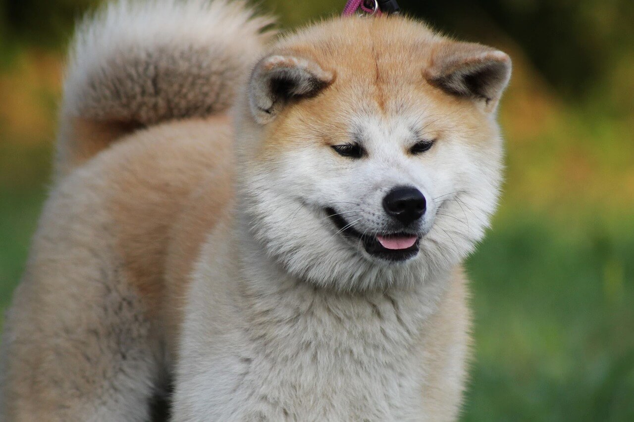 akita der in die kamera lächelt mit seinem flauschigen fell