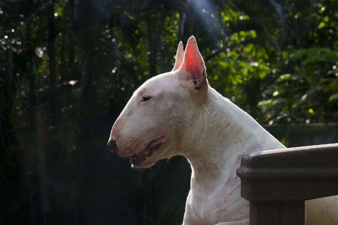 bullterrier sitzt in einem park brav mit aufgestellten ohren