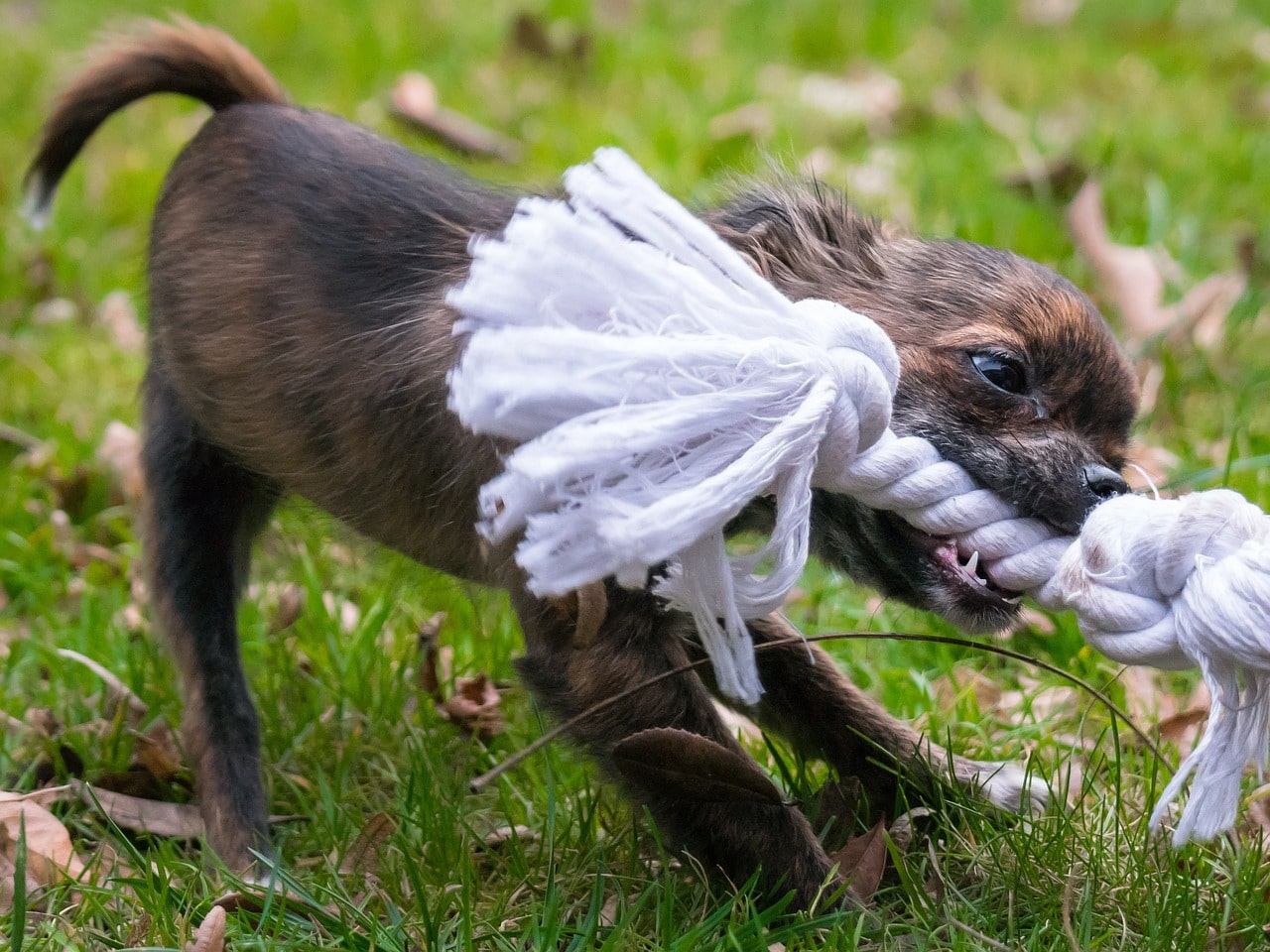 Spielzeugauswahl für Welpen chihuahuaspielt mit einem seil welpe