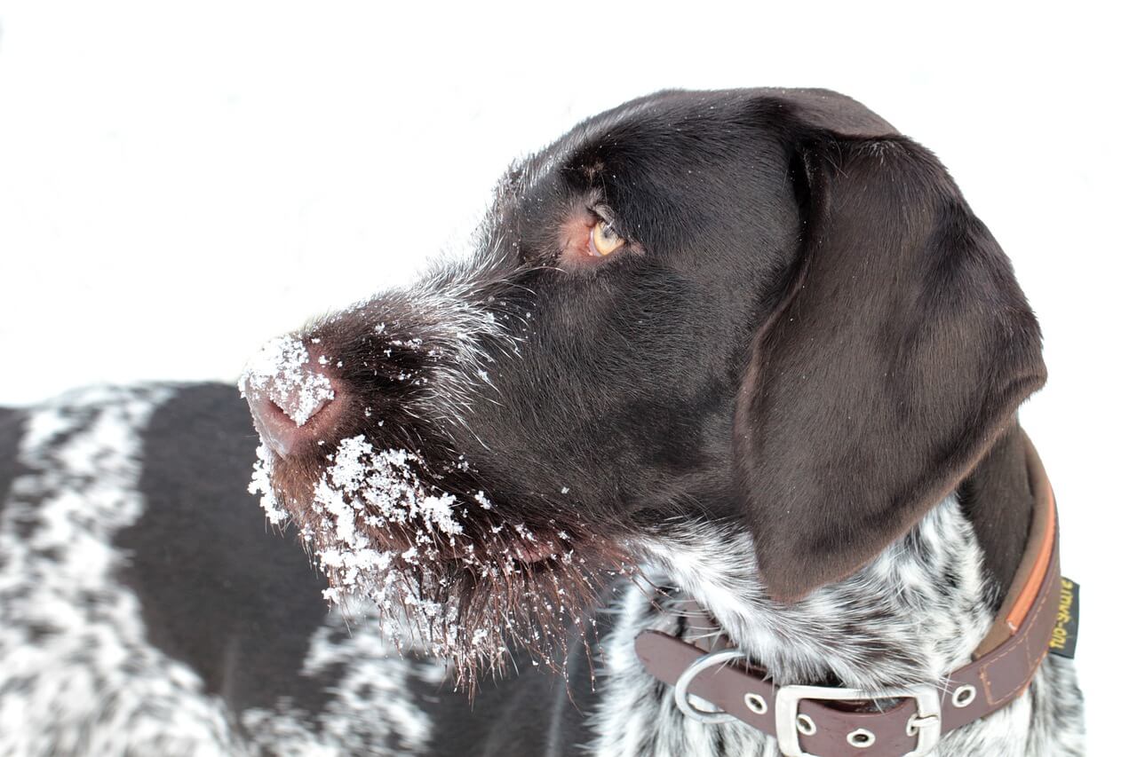 deutscher drahthaar schaut mit schnee auf der schnauze nach links