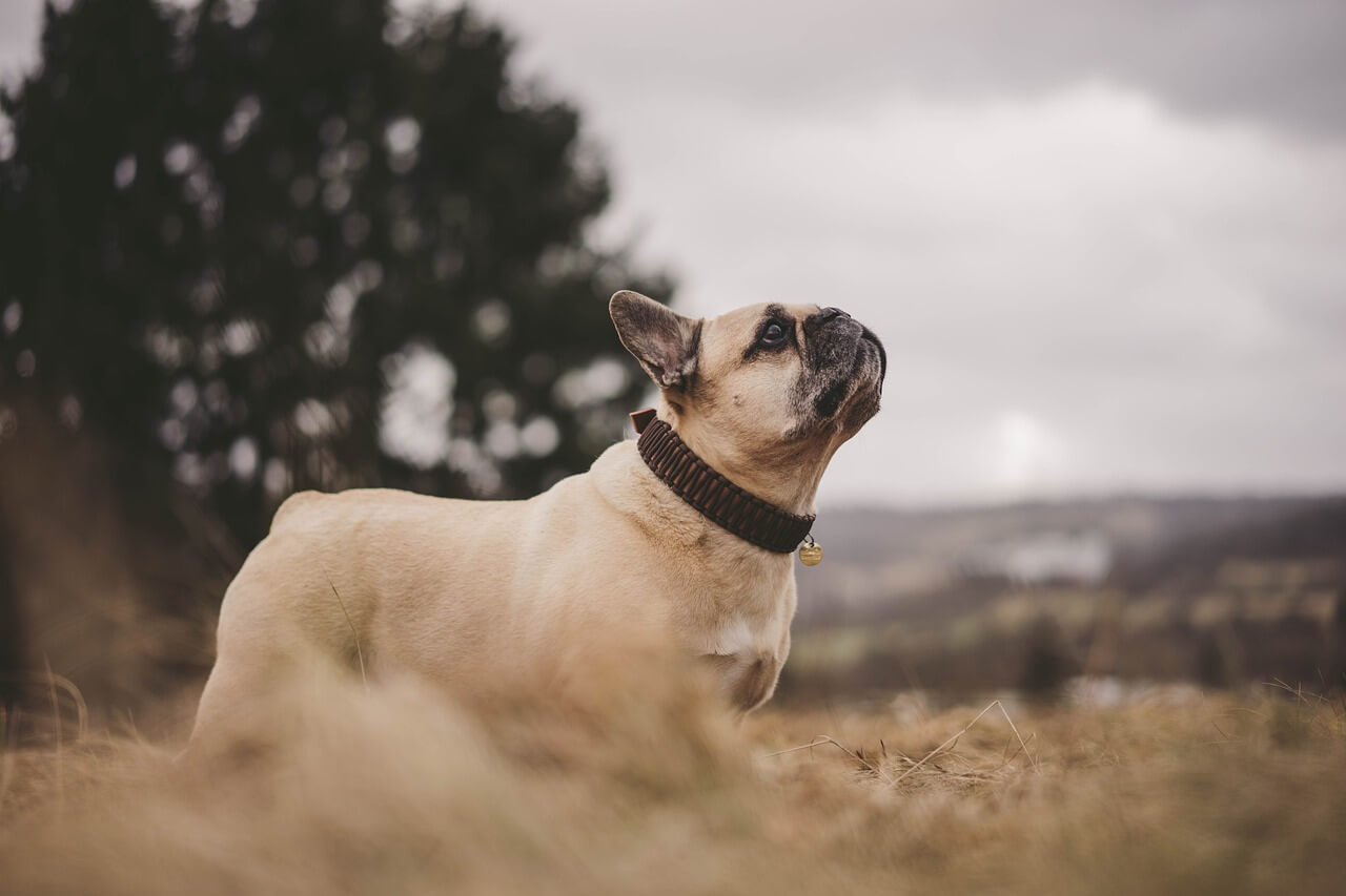 french-bulldog läuft fröhlich vor sich hin mit dem kopf ganz hoch oben auf einem feld