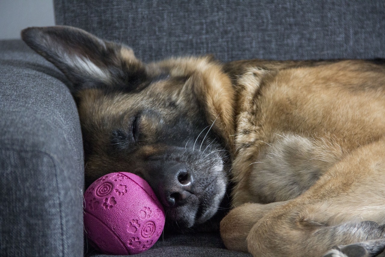 gemütlichsten Hunderassen Ein realistisches und detailliertes Bild eines faulen Hundes, der sich bequem auf einer weichen Couch entspannt. Der Hund liegt auf der Seite, sein Kopf ruht auf einem Kissen