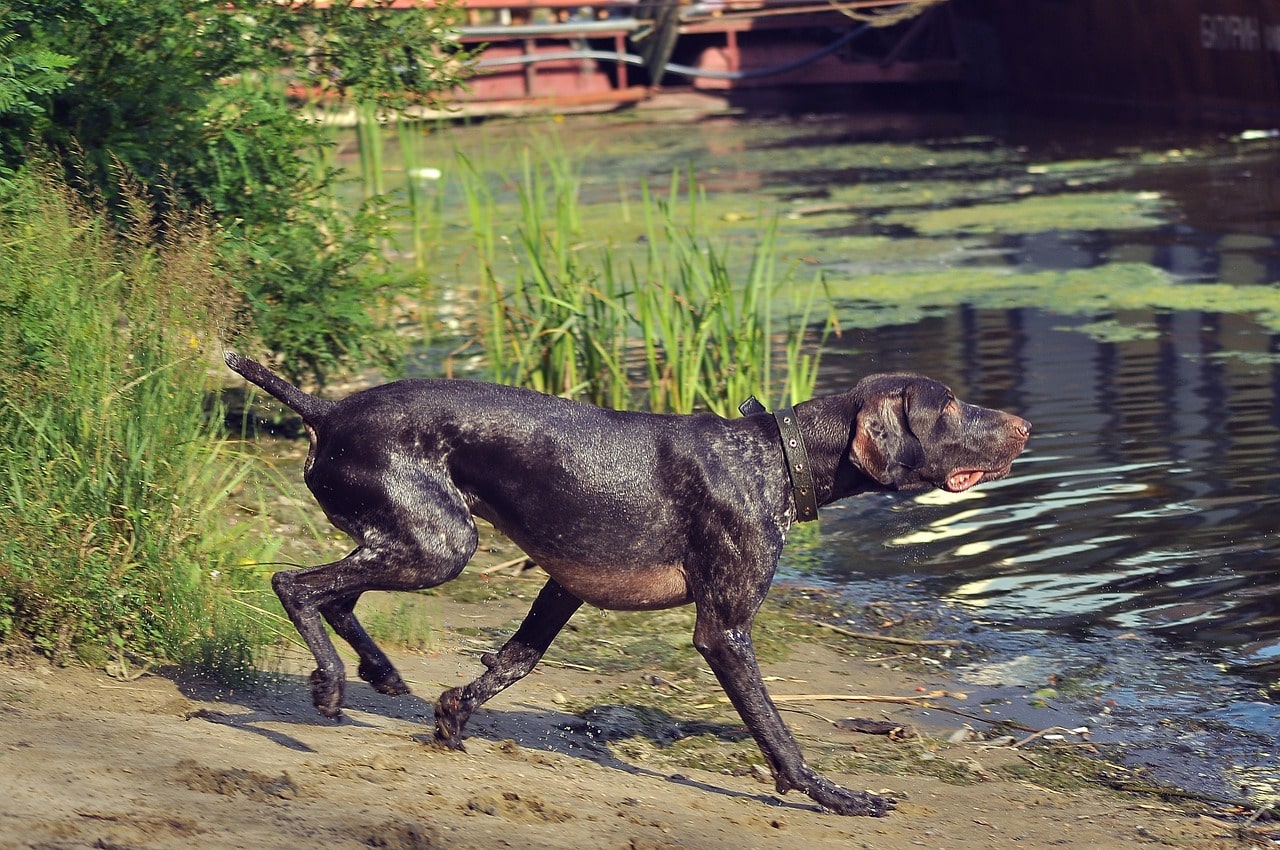 Jagdverhalten Ein realistisches und detailliertes Bild eines Jagdhundes, eines Deutsch-Kurzhaar, der in einem dichten Wald aktiv nach Beute sucht und Jagdtrieb zeigt. Der Hund ist wachsam.