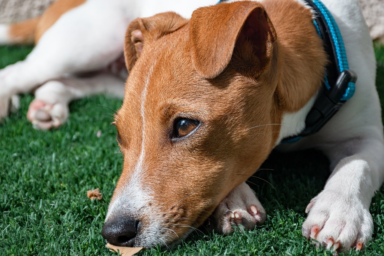 jack-russell-terrier liegt gemütlich auf rasen herum