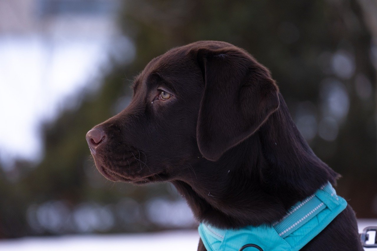 labrador-retriever wunderschön schaut nach links braunes fell