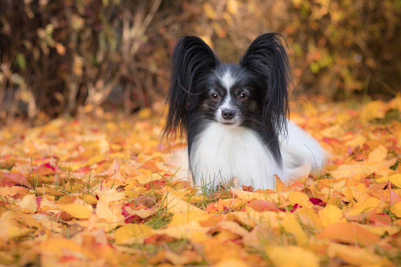 papillon liegt im blätterhaufen im herbst