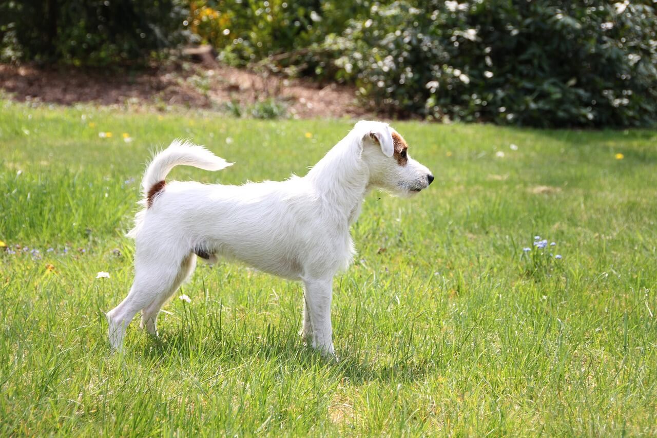 parson-russell-terrier grade stehend nach rechts schauend auf einer wiese