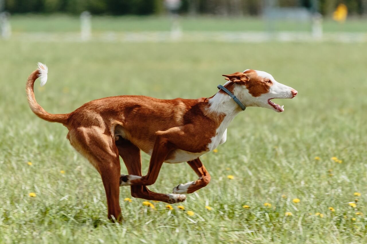 podenco der sehr schnell über eine wiese läuft und jagd