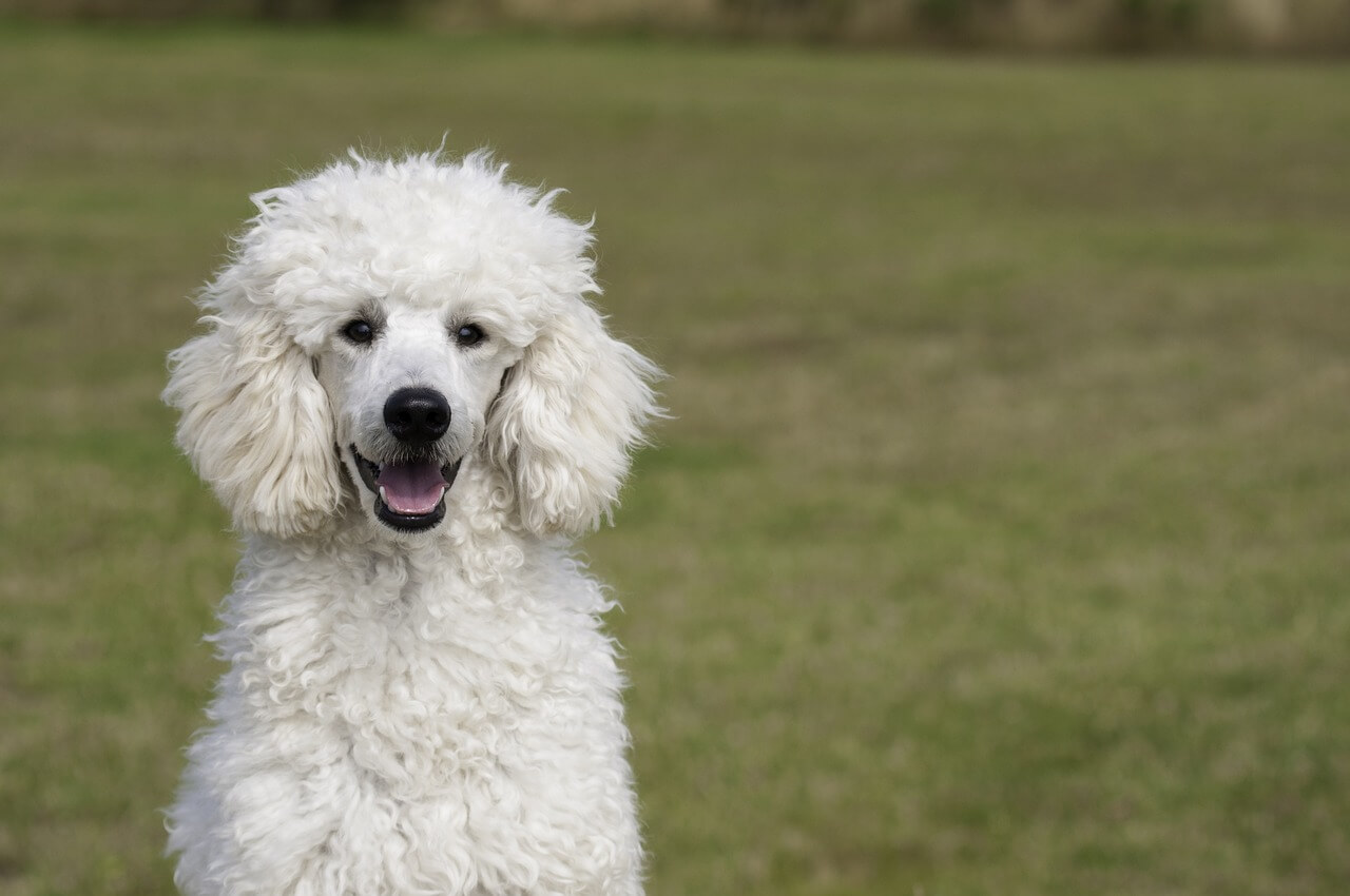 poodle weisser pudel schaut in die kamera