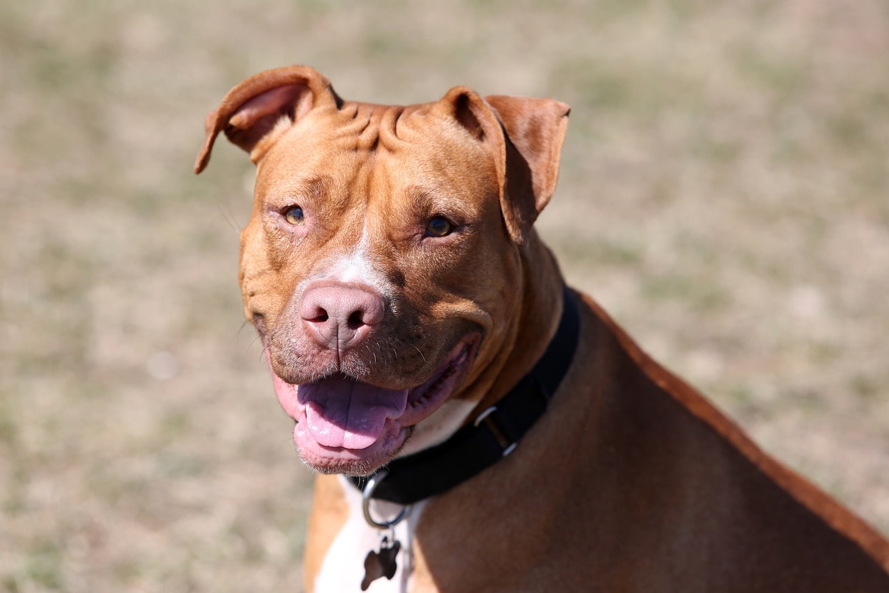 red-nosed-pit-bull schaut in die kamera ist braun