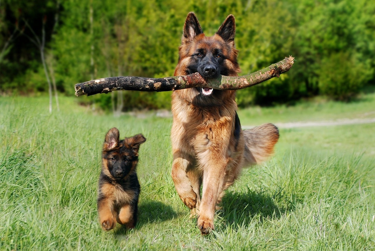 shepherd-dog-mit stock im mund einem welpen auf einer wiese am spielen