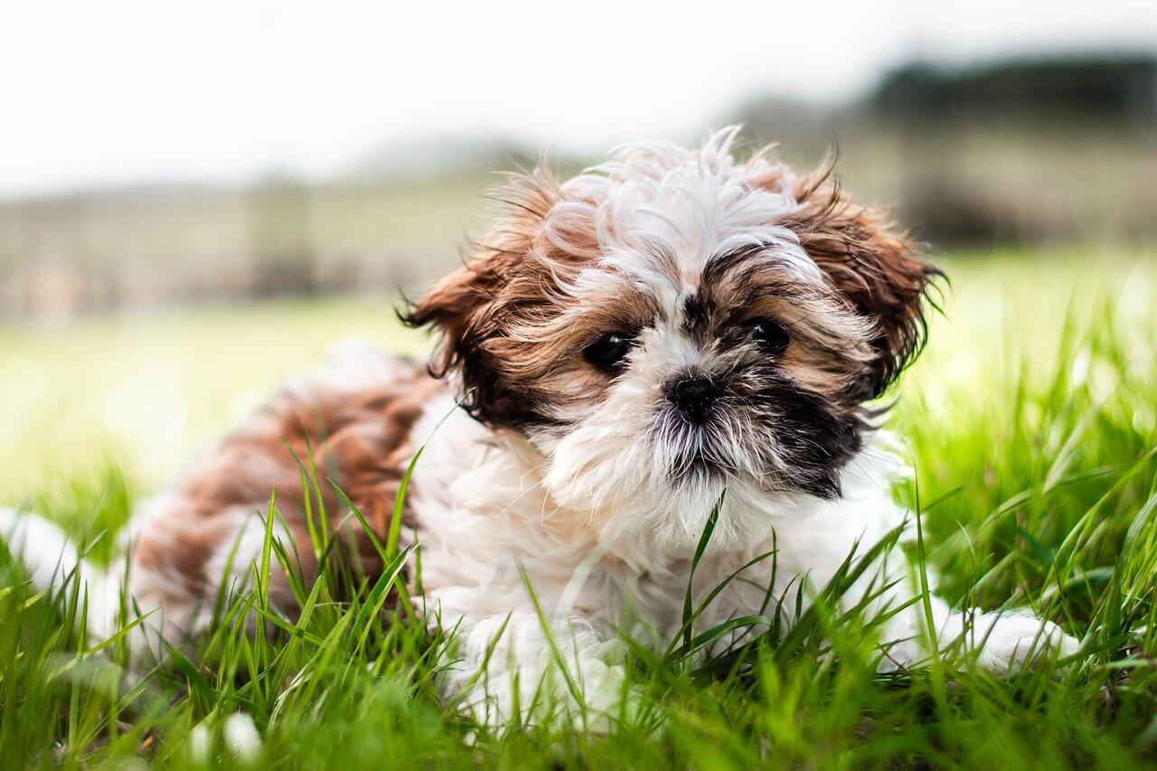 shih-tzu liegt süss auf dem boden und schaut in die kamera