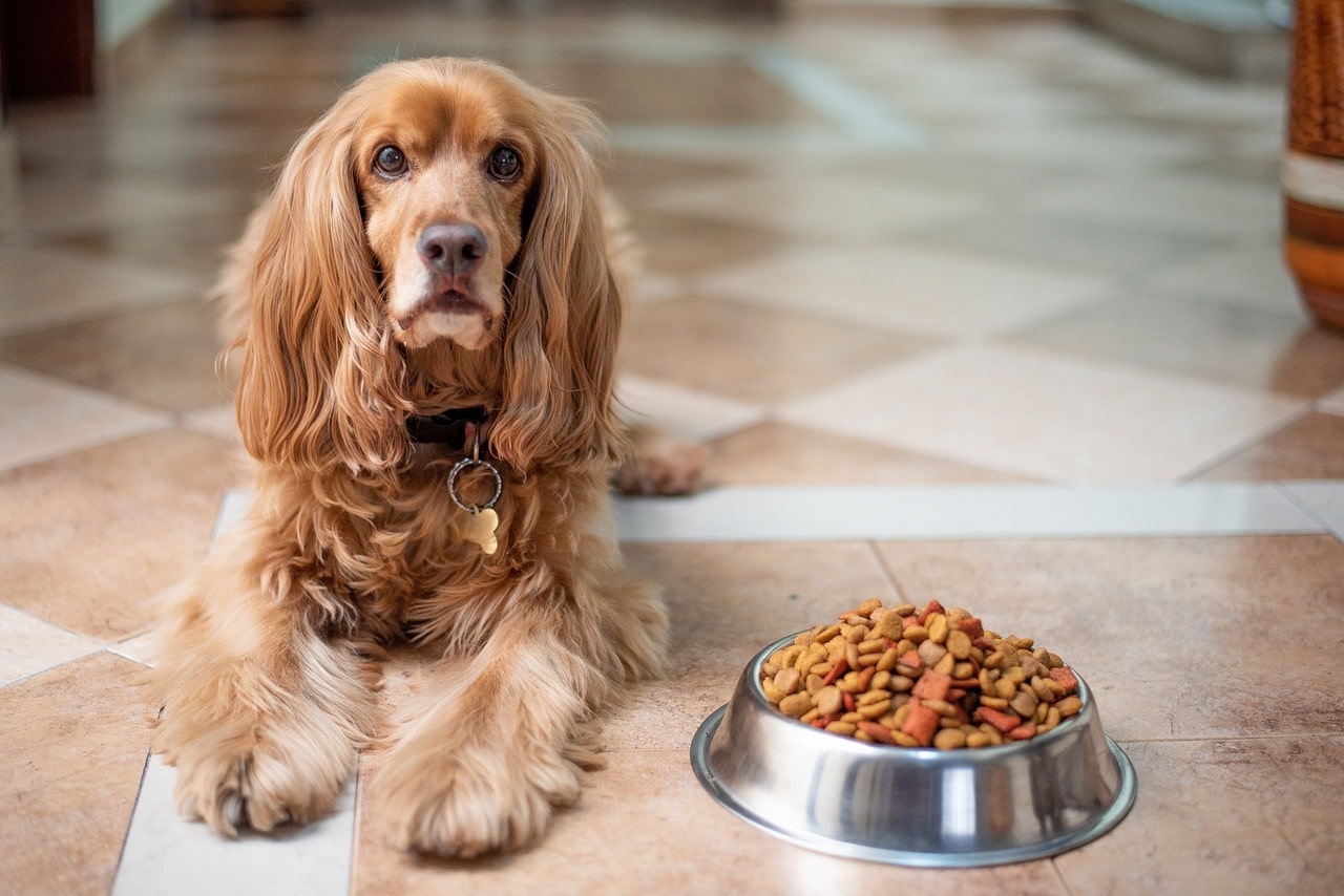 Barfen english-cocker-spaniel-Hundefutter