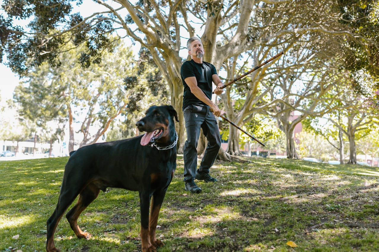 Dobermann mit halter auf einer wiese