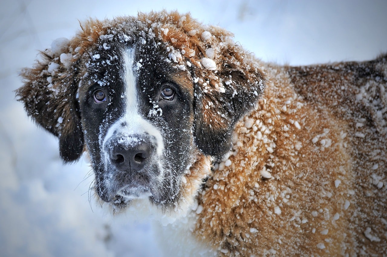 Hundemäntel hund im schnee mit dickem fell