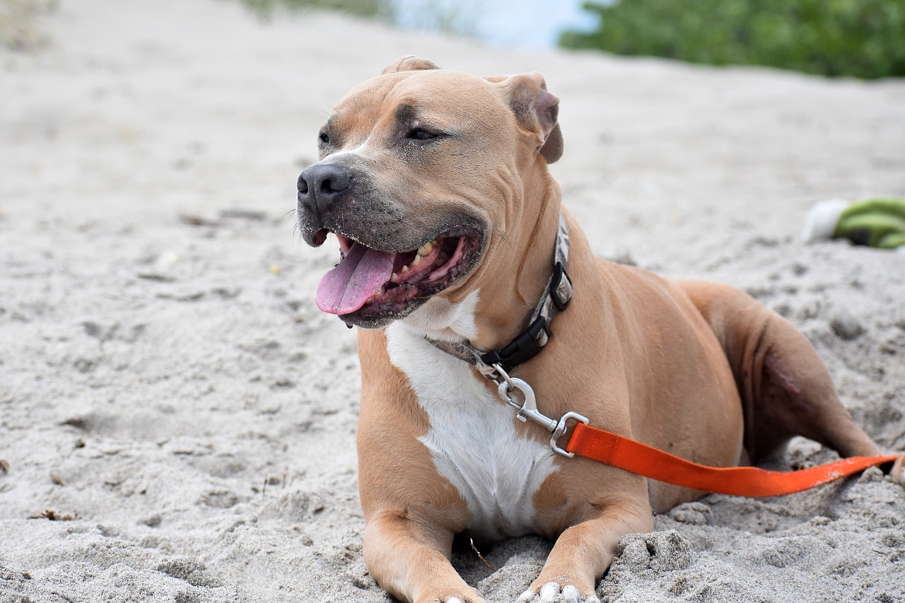 Listenhund pitbull liegt am strand mit orangener leine