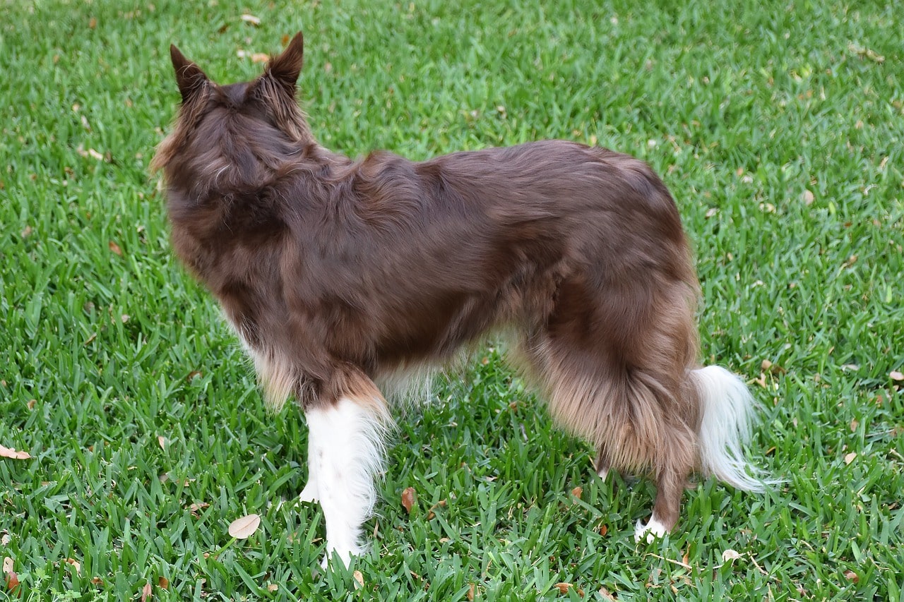 fellpflege hundefell hund steht auf grüner wiese