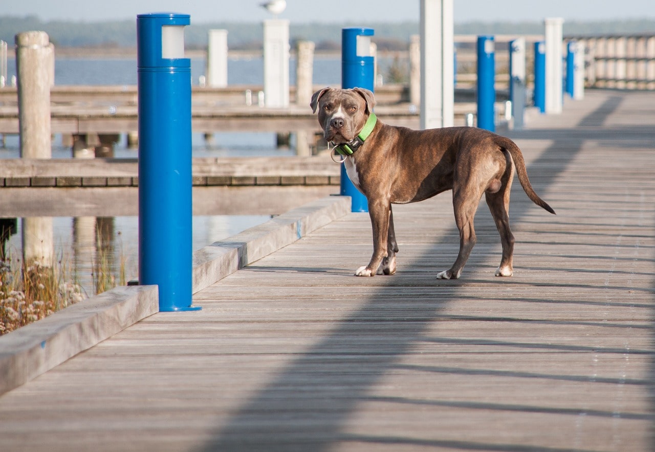 listenhund im urlaub auf einem steg ins wasser