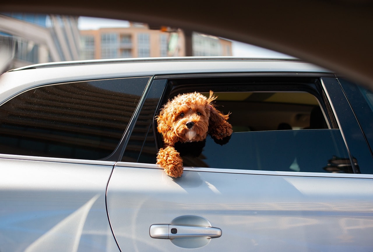 reiseziele hund im urlaub mit dem auto unterwegs