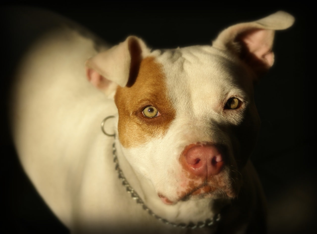 American-Pit-Bull-Terrier-weisser-pitbull-mit-braunem-Auge.jpg