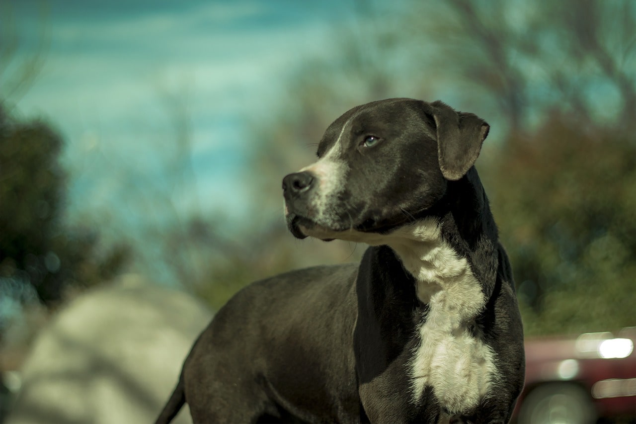 American Pit Bull Terrier