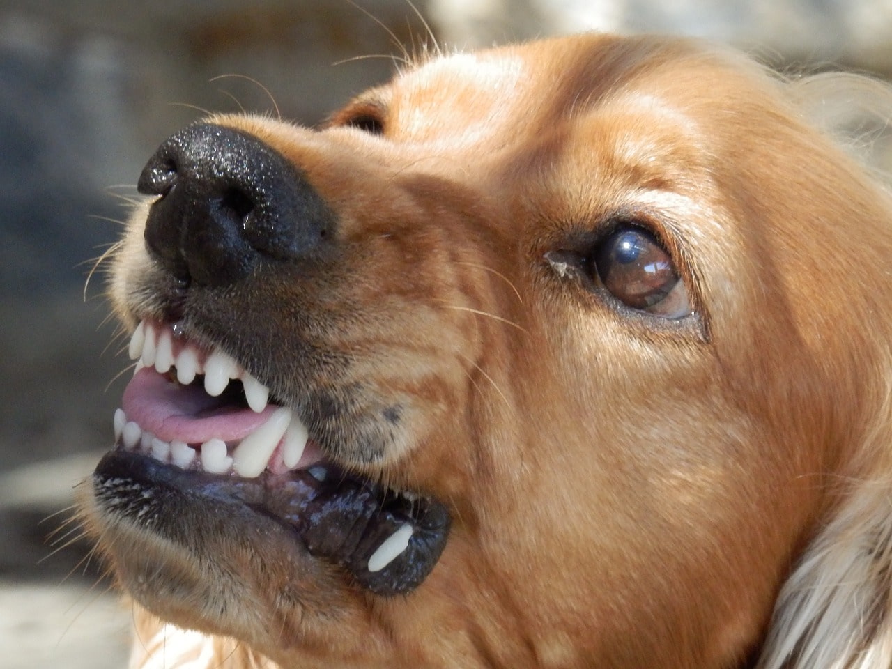 Angst-und-Aggression-bei-Hunden-hellbrauner-Hund-zeigt-Zaehne.jpg