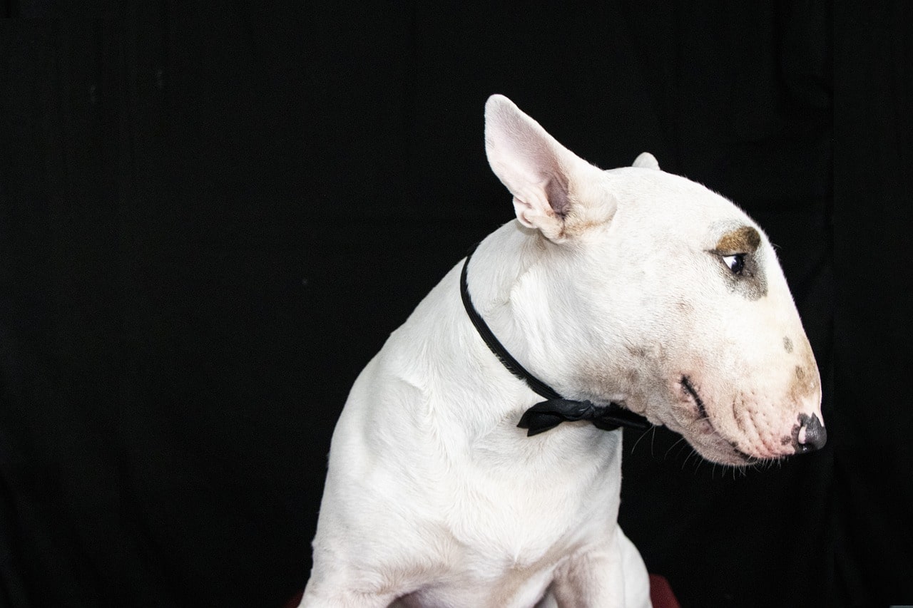 Bullterrier 2