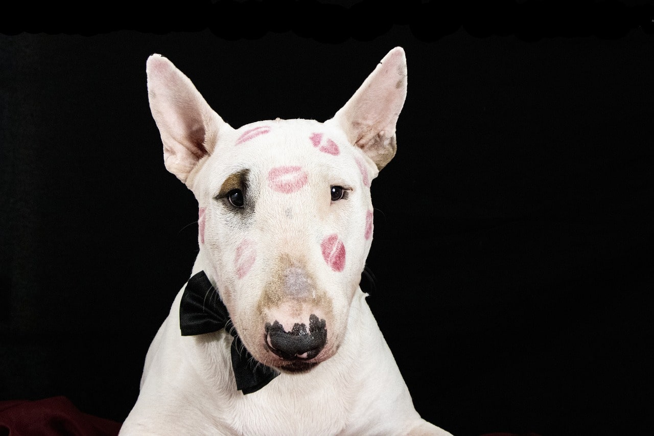 Bullterrier