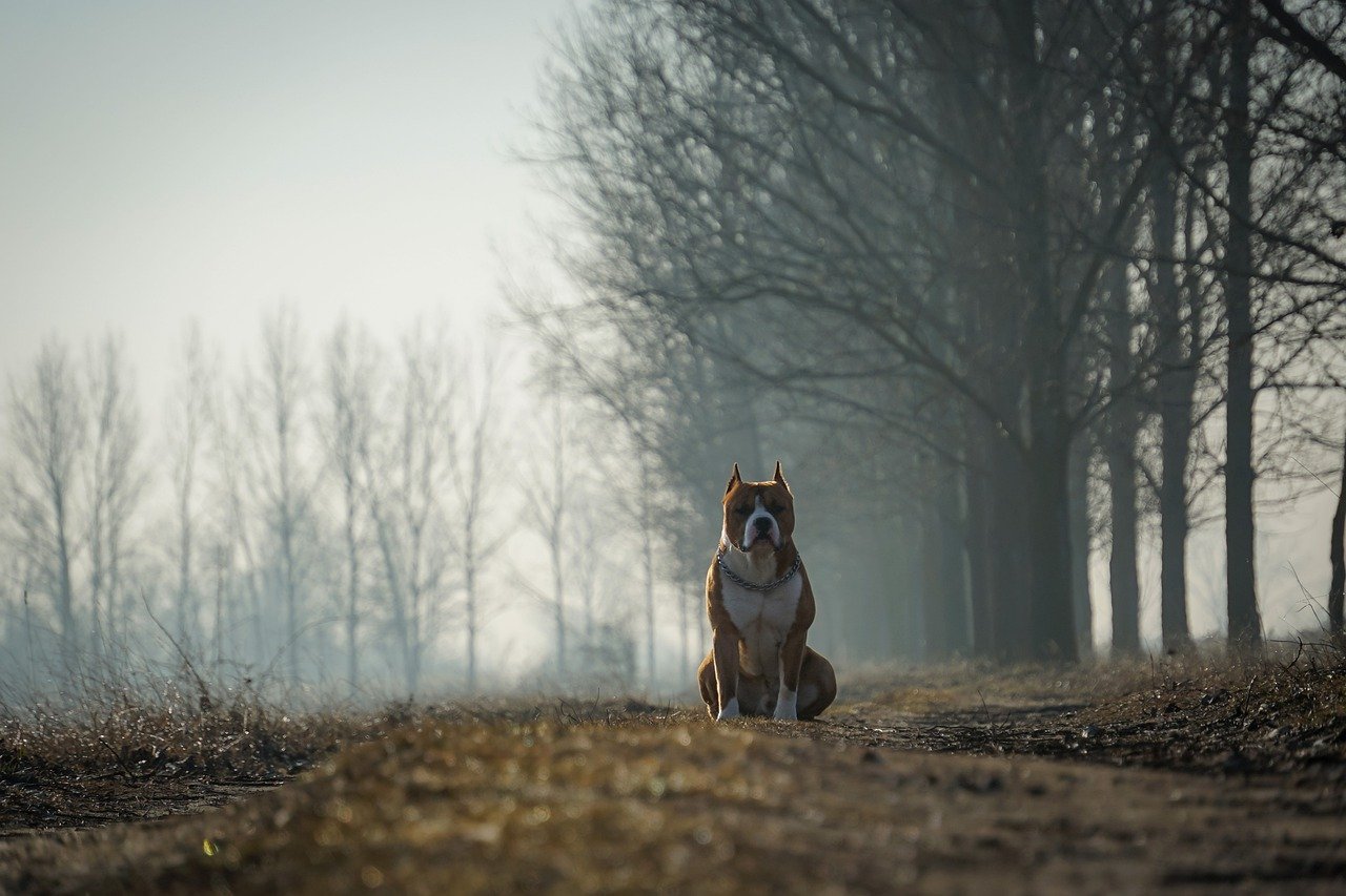 Listenhunde-Staffordshire-Terrier-im-Wald-sitzend-braun-weiss-kopierte-Ohren-min.jpg