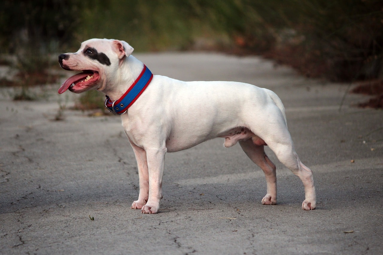 Listenhunde-weisser-Pitbull-ganzer-Koerper-im-Profil-zu-sehen-auf-Asphalt.jpg