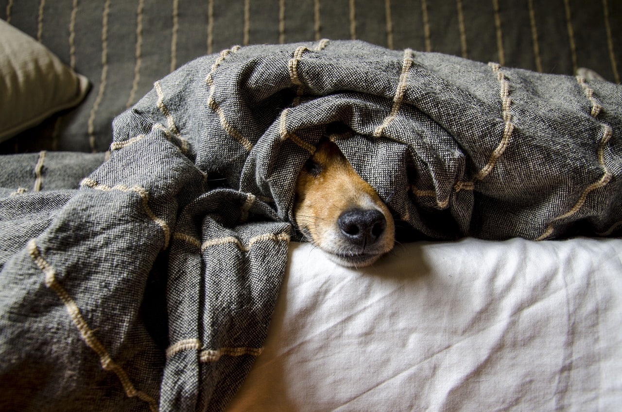 Natürliche Heilmittel Hunde