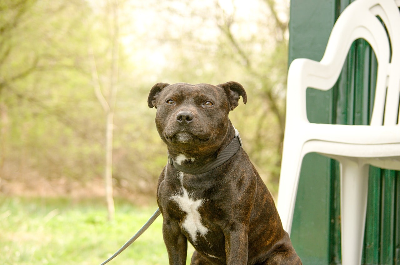 Staffordshire Bullterrier