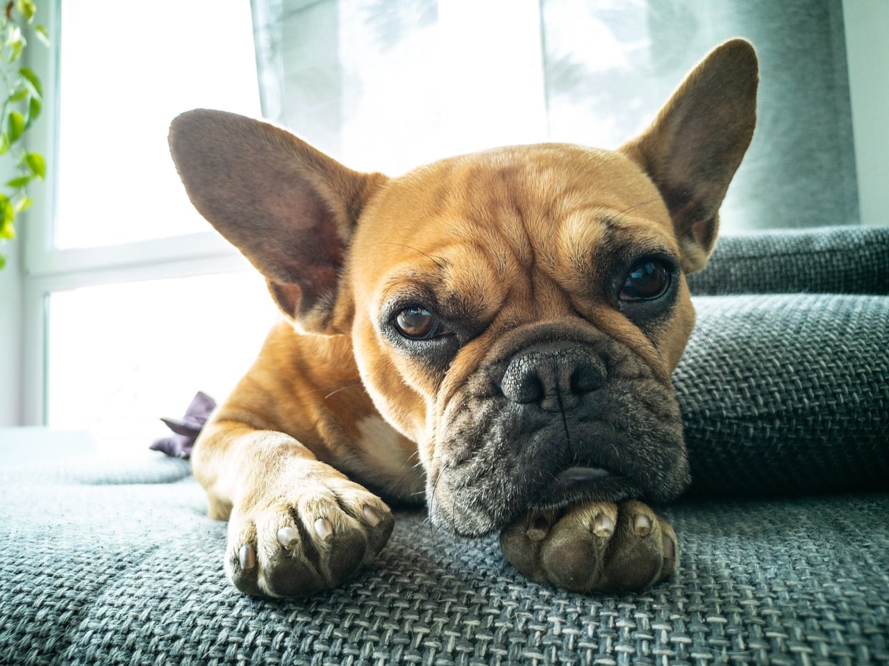 Trennungsangst bei Hunden