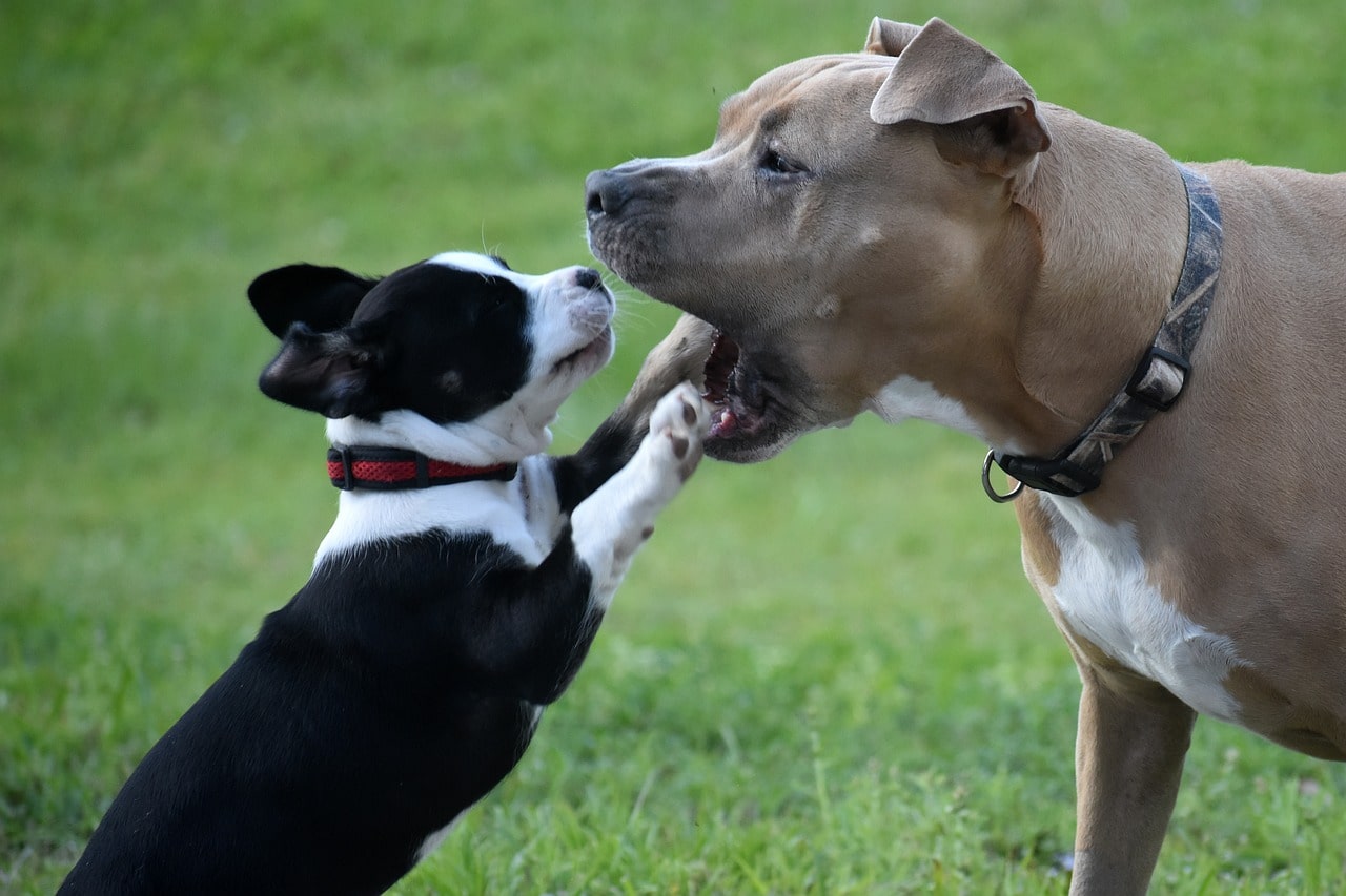 Hundekommunikation