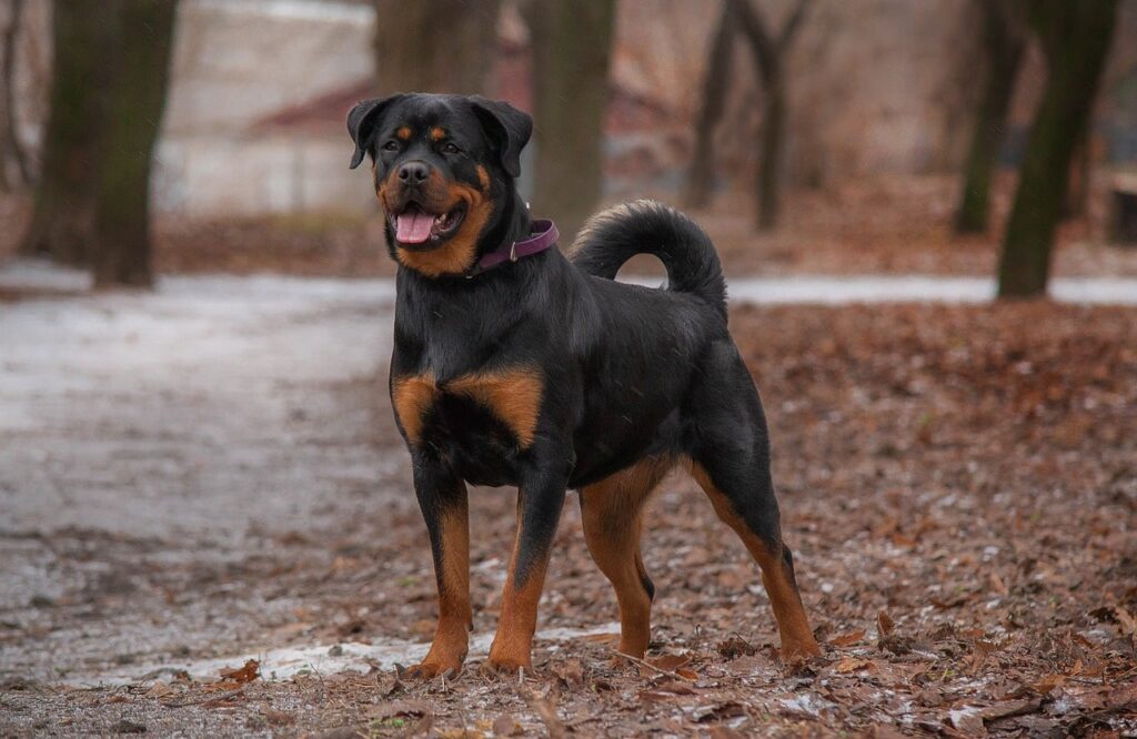 Rottweiler Listenhunde